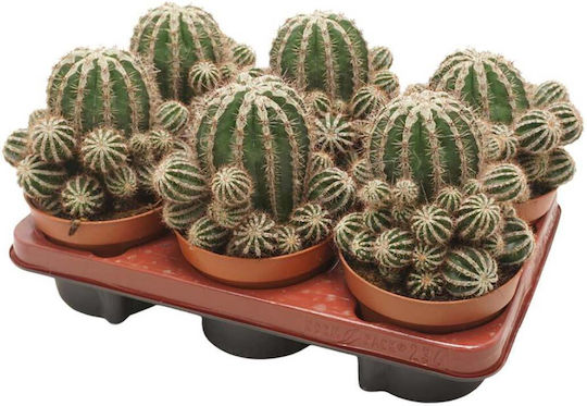 Echinopsis Cv Haku-jo Maru 10.5cm