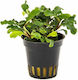 Aquaflora Bucephalandra Wavy Green în ghiveci