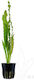 Aquaflora Aponogeton Crispus Ps
