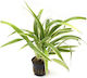 Aquaflora Chlorophytum Bichetii Pt