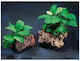 Anubias Barteri Var Nana Πέτρα Λάβας Φπ