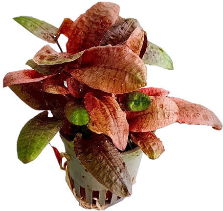 Stoffels Cryptocoryne Nevilli Live Aquarium Plant