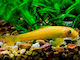 Ζωντανα Ψαρια Γλυφτης Golden Algae Eater 4.5 Cm