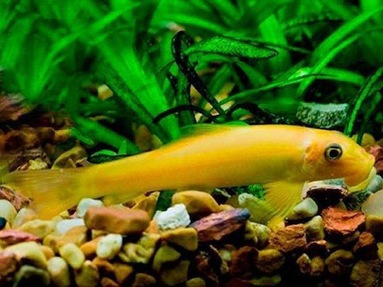 Ζωντανα Ψαρια Γλυφτης Golden Algae Eater 4.5 Cm
