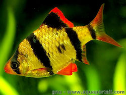 Systomus Tetrazona Tiger