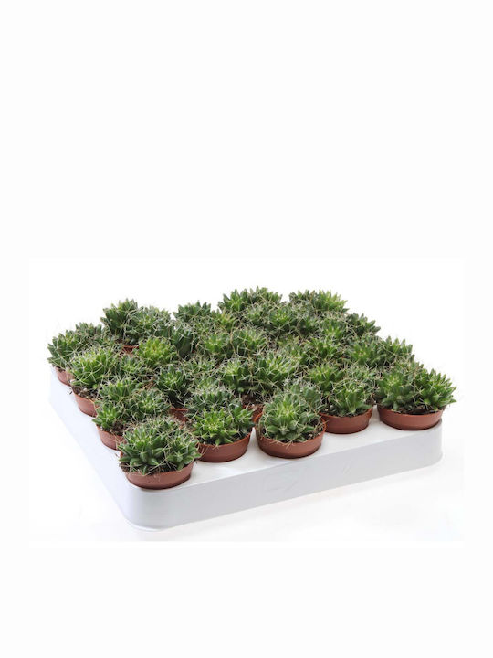 Mammillaria Camptotricha 5,5 cm Mammillaria Camptotricha 5,5 cm