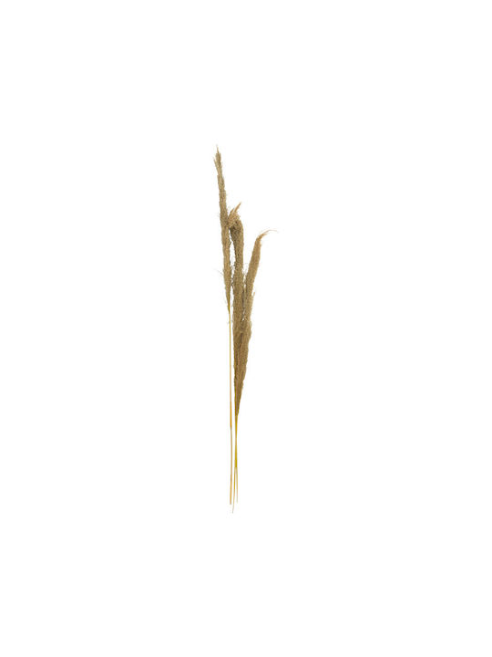 Τεχνητό Διακοσμητικό Κλαδί Pampas grass 3τμχ Inart
