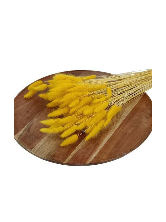 Lagurus Dried Bunny Tails 100 Gr Yellow