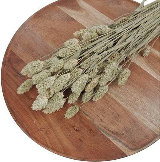 Phalaris Dried Flowers 100 Gr 60/70cm Natural Green