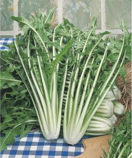 Geniki Fytotechniki Athinon Semințe Cicoare Târziu 500gr