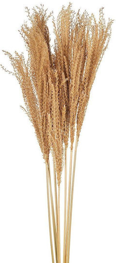 Изсушена Horsetail Whisk Трева Рт162