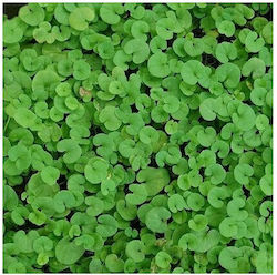 Saatgut Dichondra Trifolium 1kg 16041