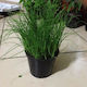OEM Schnittlauch Allium Schoenoprasum