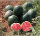 Samen Wassermelone Esmeralda F1 1000 Stück