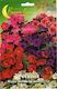Petunia Nano Mich 0,2 g