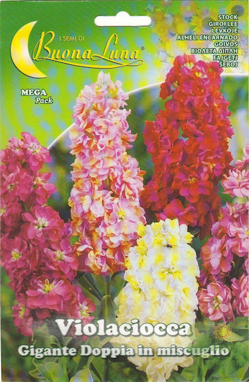 Violeta Dublă Gigante Doppia În Amestec 11gr