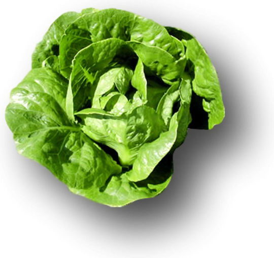 Salată Verde Tip Romaine Morris Conserve 5000 Capsule