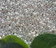 Granular Basic Fertilizer 11-15-15 1kg Slow Release Ideal For All Crops Flowering Fruit-Bearing Vegetables Mainly Recommended For Potato Cultivation