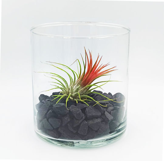 Tilandsia Lonatha Luftpflanze Glas Schwarzene Steine