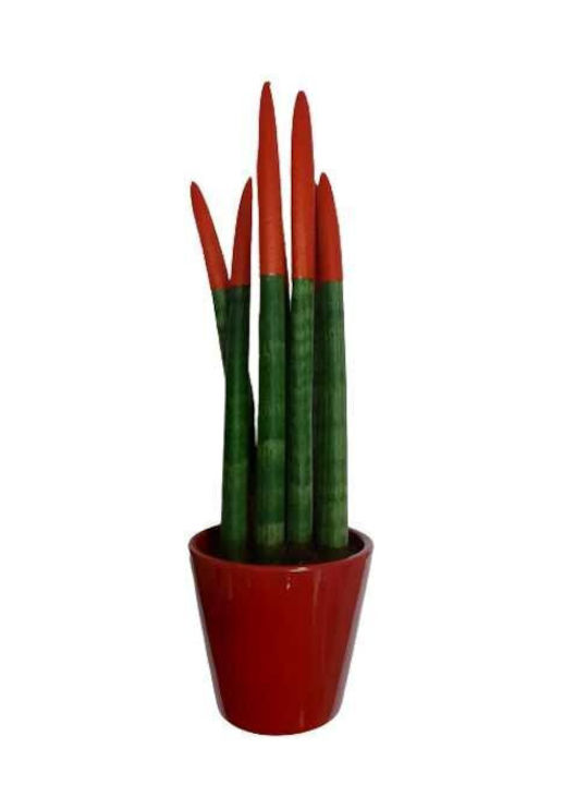 Sansevieria Cylindrische Rote Rote Ton Casono Höhe:33cm Ø10cm