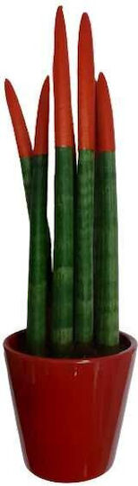 Sansevieria Cilindrică Roșie Ghiveci Din Lut Roșu Î:33cm Ø10cm