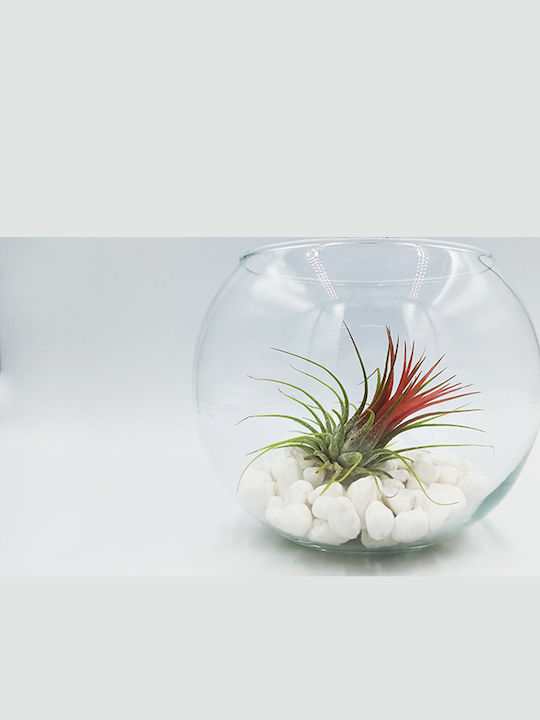 Αερόφυτο Tilandsia Ionantha Γυάλα Λευκές Πετρούλες