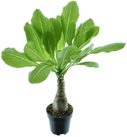 Brighamia Insignis Hawaii Palme