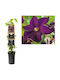 Κληματίδα Clematis Romantika