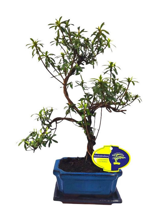 Μπονσάι Rhododendron Αζαλέα Όμορφα Ροζ Άνθη