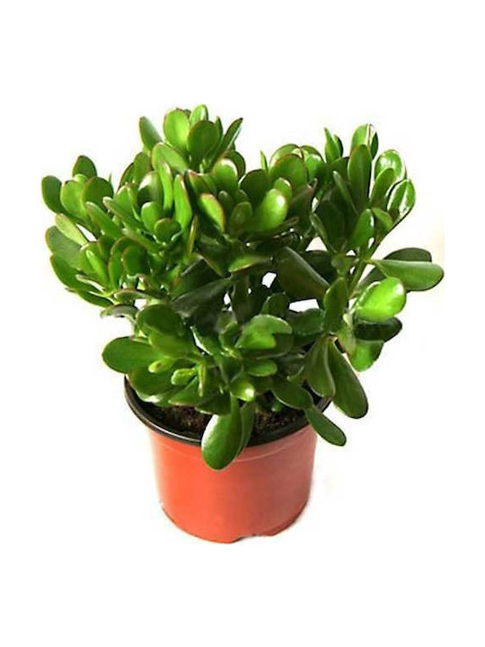 Crassula H:22cm Ø12cm