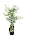 Acer 'emerald Lace' 19cm