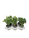 Adenium Obesum 11cm