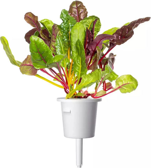 Click and Grow Σπόροι Σέσκουλου 9τμχ