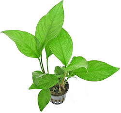 S.i Anubias Heterophylla
