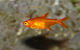 Hyphessobrycon Amandae M