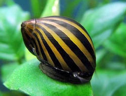 Ζωντανα Σαλιγκαρια Ενυδρειου Ζεμπρα Freshwater Snail Zebra Nerite Snail 1.6 2.0cm