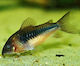 Pești De Acvariu Vii Lf Amazon Catfish Corydoras Aeneus Somn Bronzat Ml 4,0cm