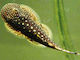 Lebende Aquarienfische Aalgattung Gastromyzon Punctulatus Gepunkteter Borneo-Sauger 4-6 Cm