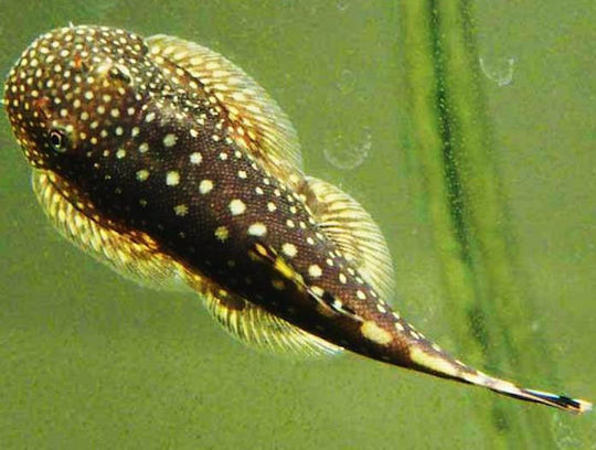 Lebende Aquarienfische Aalgattung Gastromyzon Punctulatus Gepunkteter Borneo-Sauger 4-6 Cm