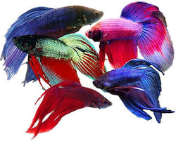 Ζωντανα Ψαρια Ενυδρειου Lf Asian Rivers Siamese Fighter Male Betta Splendens Assorted Colors Xl Full Color