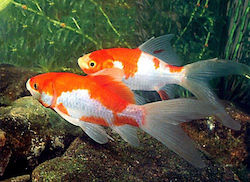 Pești Vii De Acvariu Și Lac Lf Goldfish Carassius Auratus Shubunkin Sarassa Roșu Și Alb Longfin 5.0 Cm