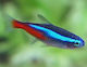 Ζωντανα Ψαρια Ενυδρειου Neon Tetra Amazon Mini Paracheirodon Innesi Neon Tetra 2.5cm