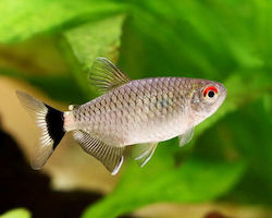 Live Aquarium Fish Tetra Red Eye M