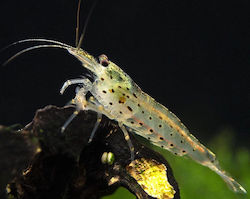 Ζωντανα Ενυδρειου Γαριδες Αμανο Amano Shrimp Caridina Multidentata M 1.5-2.0cm