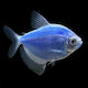 Pești De Acvariu Vii Tetra Widow Gymnocorymbus Ternetzi Blue Glow Tetra 5,0 Cm