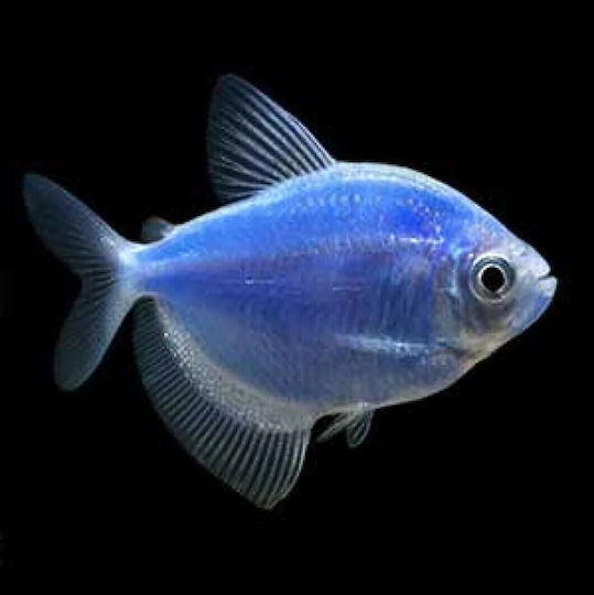 Pești De Acvariu Vii Tetra Widow Gymnocorymbus Ternetzi Blue Glow Tetra 5,0 Cm