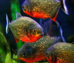 Ζωντανα Σαρκοφαγα Κοκκινα Πιρανχας Red-bellied Piranha Serrasalmus Nattereri Xxl 20-22cm