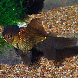 Ζωντανα Ψαρια Ενυδρειου & Λιμνης Goldfish Oranda Chocolate 8-9 Cm