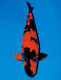 Живи Риби За Аквариум Koi Cyprinus Carpio Japan Koi Hi Utsuri 18-20 См