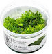 Tropica Riccardia Chamedryfolia 1-2 Wachsen